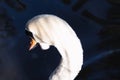 Beautiful abstract surreal white swan looking away at deep dark